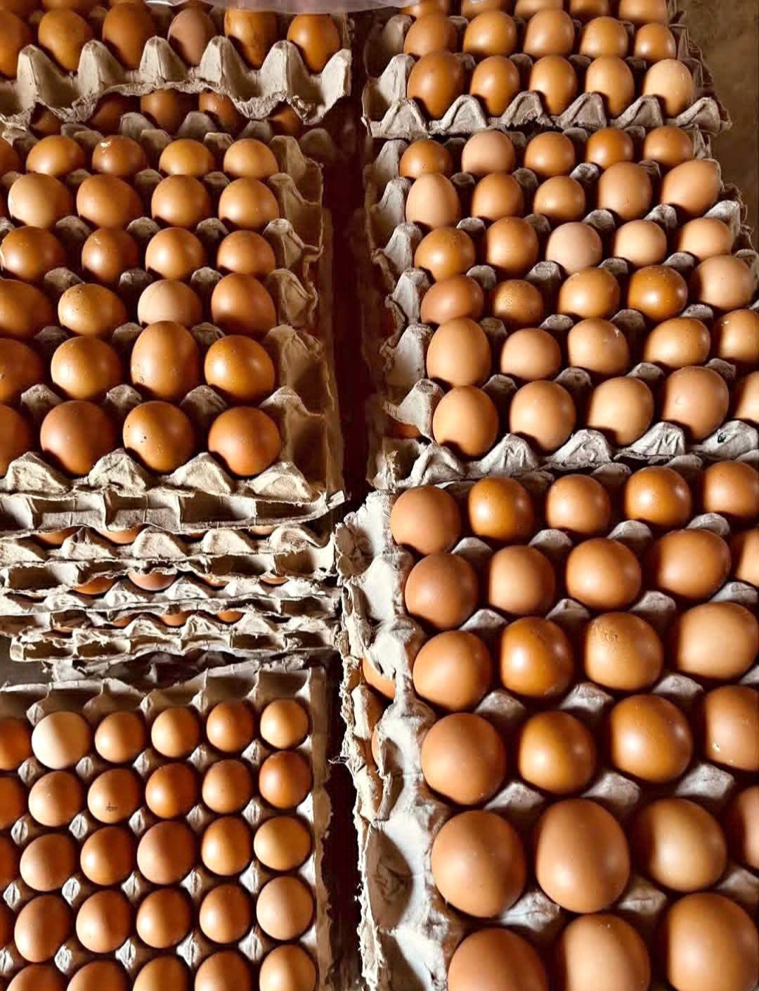 Telur ayam lokal Sulawesi Tenggara